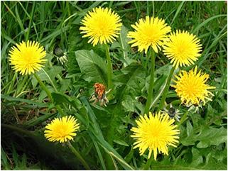 Dandelion Easily identified by bright yellow flowers Yellow flowers are followed by a white puffball seedhead Perennial weed with deep