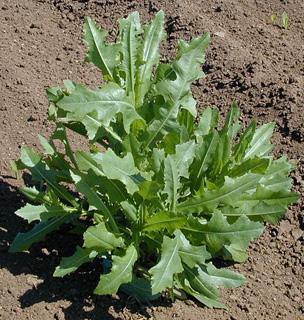 are small and few Prickly lettuce Prickly lettuce looks like a lettuce plant and is also referred to as wild lettuce Hairs/prickles