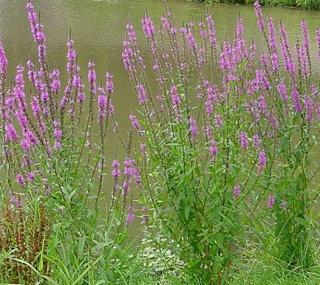 Purple loosestrife Purple loosestrife is an invasive species in Indiana It invades many wetland areas and overcrowds native species Purple loosestrife can grow up to 10 feet tall The