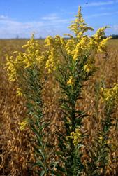 goldenrod Perennial producing several unbranched stalks Bright yellow flowers form pyramid shape at the tops of stalks Lance shaped leaves Outcompetes
