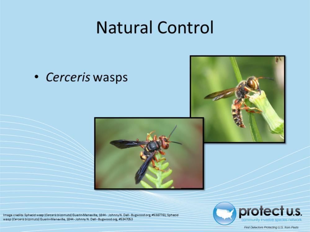 Cerceris wasps are a natural control of the oak splendour beetle. Cerceris wasps are a natural predator of the oak splendour beetle and will collect the pest in their nests.