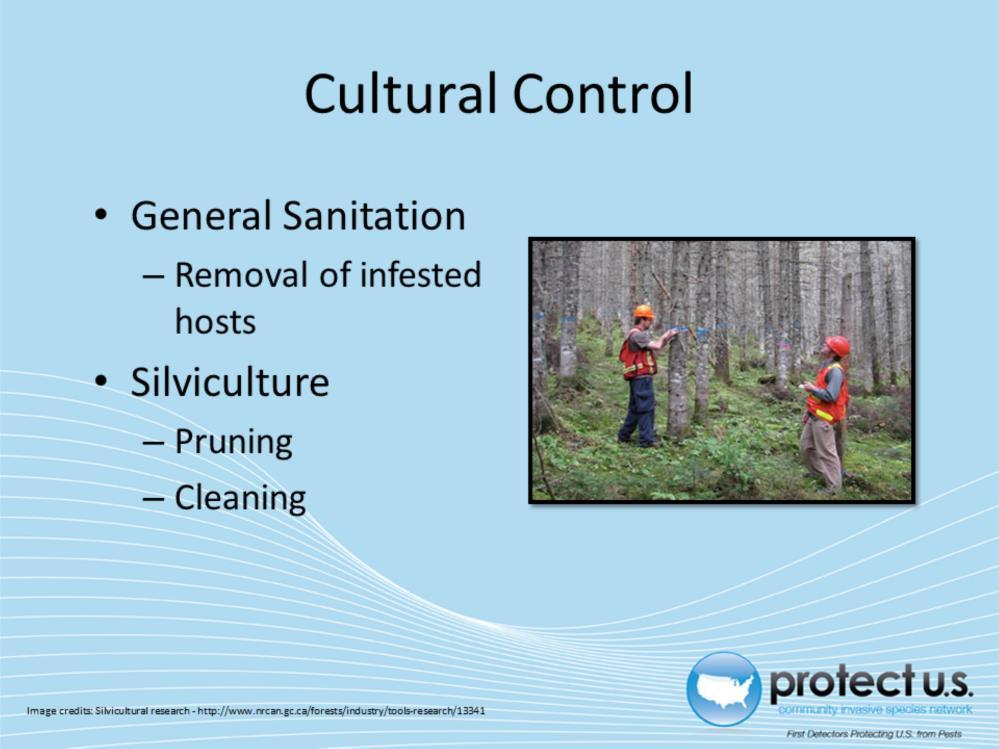 The oak splendour beetle is very cryptic and chemical control can be extremely difficult and unsuccessful. As a result, cultural control is the best method for dealing with the pest.