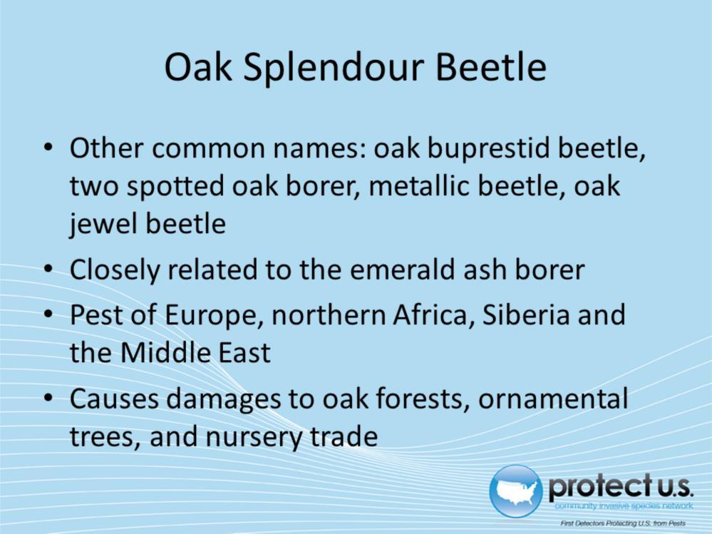 The oak splendour beetle (Agrilus bigittatus) is also commonly known as the oak buprestid beetle, the two spotted oak borer, the metallic beetle, or the oak jewel beetle.