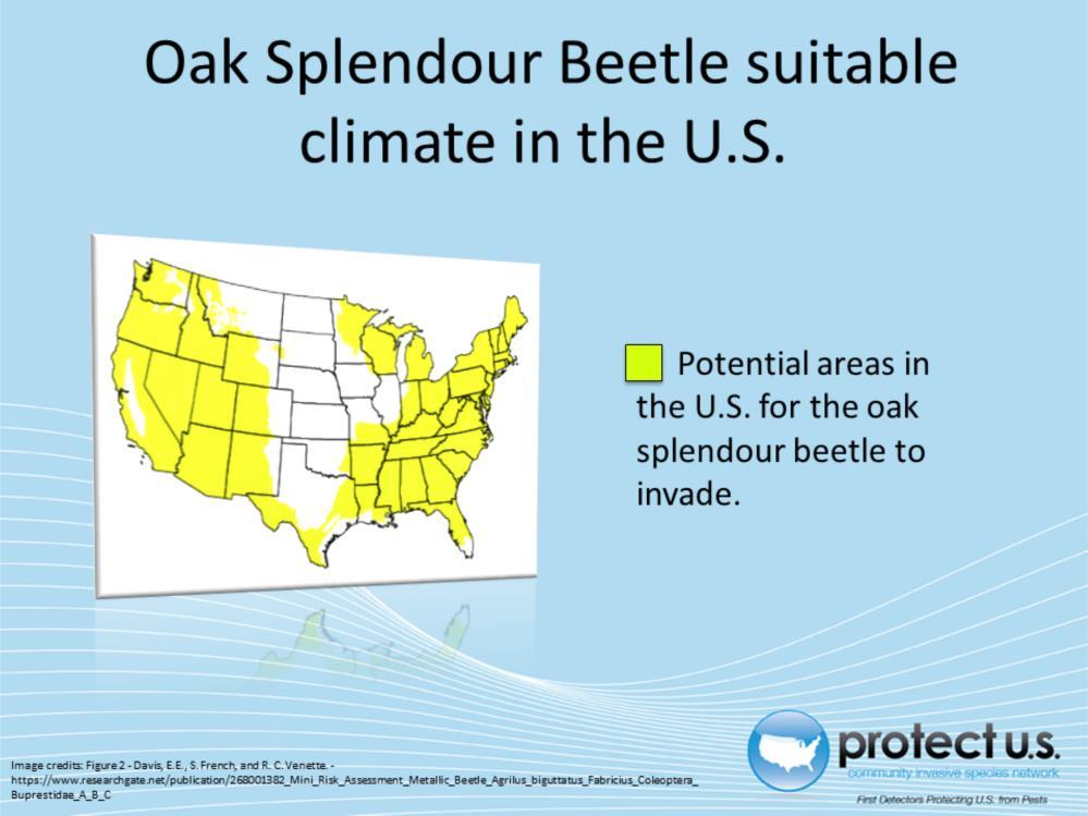 The oak splendour beetle is a pest in Europe, Russian Asia, northern Africa, and the Middle East.