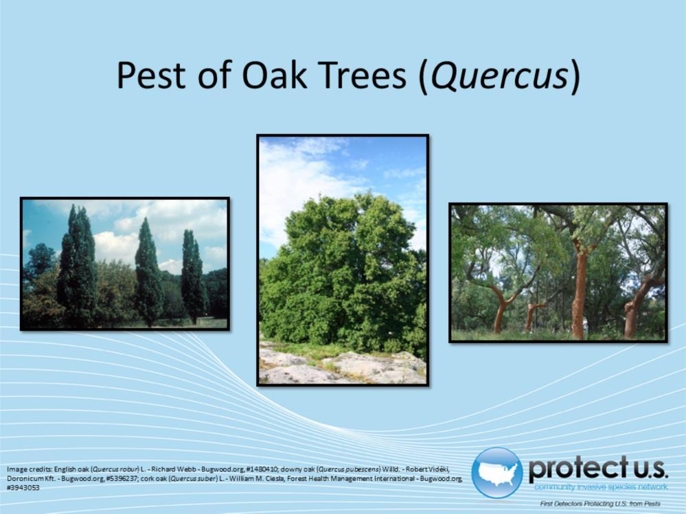 The Oak Splendour beetle is a pest of mainly Oak (Quercus). Other susceptible trees are Chestnut (Castanea) and beech (Fagus). Primary hosts: Quercus spp.