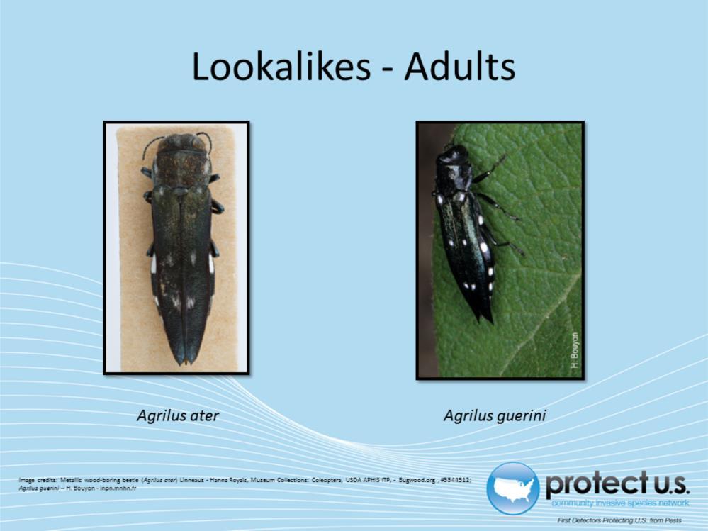 The oak splendour beetle is commonly mistaken for other beetles in the same genus.
