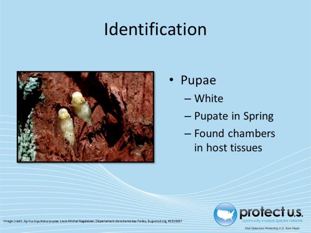 Pupation will occur in the Spring of the second year of a single generation.