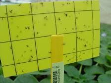 Indicator Plants and Record Keeping Leave 10% of incoming plants untreated by pesticides, so that any disease symptoms and pest infestations can be seen Keep records of all treatments that are