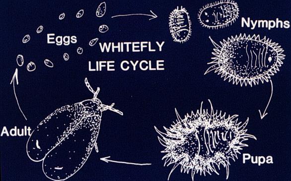Whitefly Life Cycle