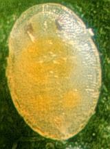 is dome shaped Oval pupa