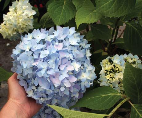 Growing Knowledge Into the blue A comparison of substrate amendments for the adjustment of hydrangea flower color Growing hydrangeas that bloom the desirable true blue color requires the right soil