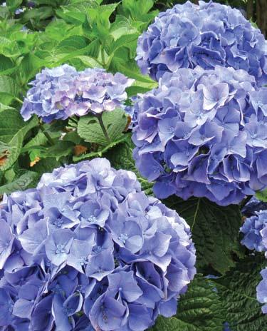 As AlSO 4 rates increased, the flower color was rated as more blue.