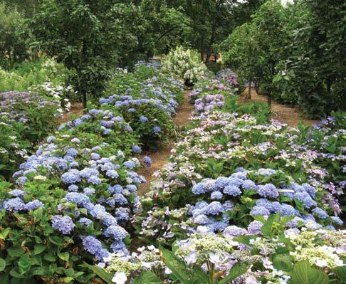 Handrick, K.A. 1997. Production of Blue Hydrangea Flowers Without Aluminum Drenches. Communications in Soil Science and Plant Analysis 28:1191-1198. Opena, G.B. and K.A. Williams. 2003.