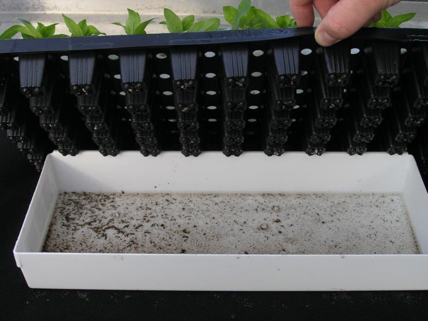 Divide leached water by volume applied per pot/tray to determine leaching