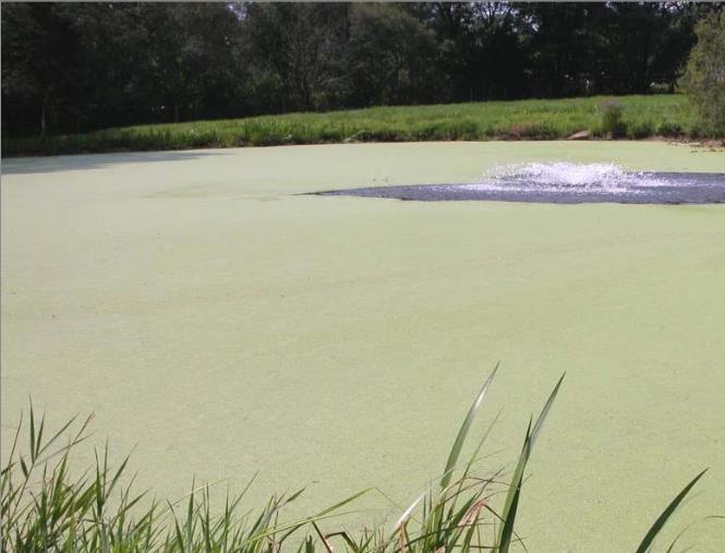 Aerate and move pond water to reduce algae and duckweed Municipal
