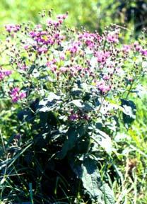 Perennial Weeds Perennials A plant that may live for several years reproducing from