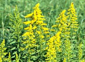 Adequately controlling perennial type of weeds is often difficult.