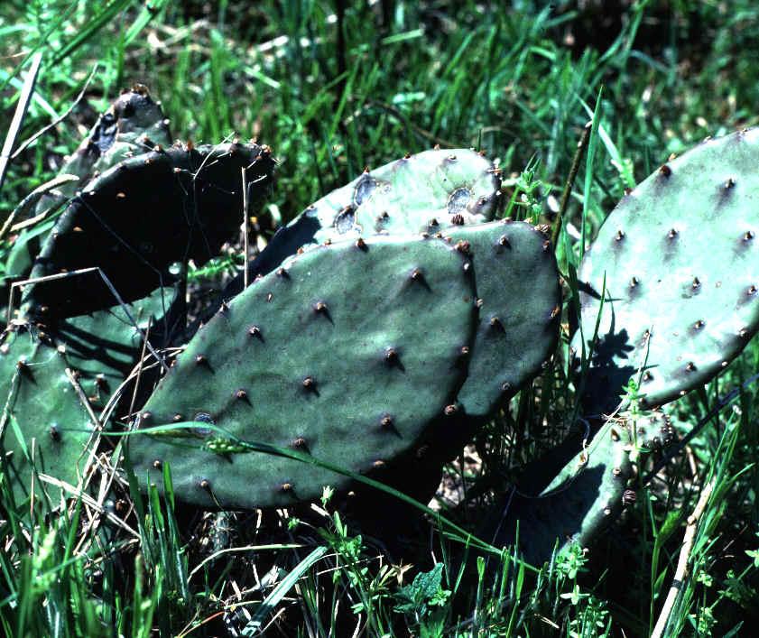 Perennial weed. Prickly Pear Cactus Best control usually in the summer at late bud to early flowering stage when moisture and temperature conditions are favorable.