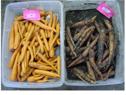 Carrot samples before (right) and after (left) washing. grown during a single year. Other factors may have affected the difference in average washing times between 1999 and 2000, e.g., the longer prewash sample storage times in 1999 could have caused stronger soil adhesion to the carrots.