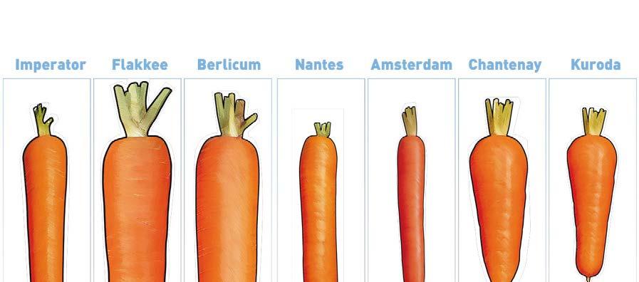Bejo varieties available in different types / shapes Imperators Mini carrots Bunching types Nantes types.