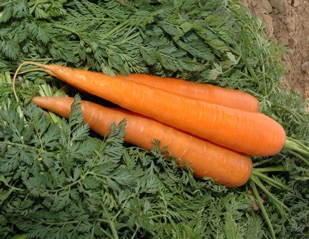 Imperator Packaging Carrot Types Acreage = 16,000 hectares Production