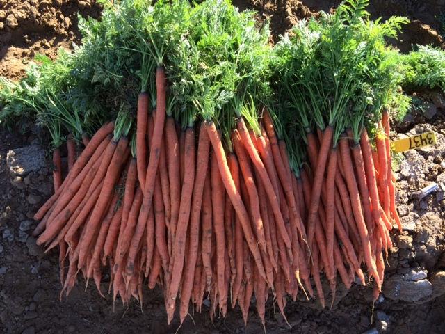 Carrot Types Cut and Peel Acreage = 27,000 hectares Area