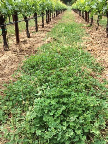 Tilth: Soil Structure and its Management Sonoma County Vineyard Technical Group May 18, 2017