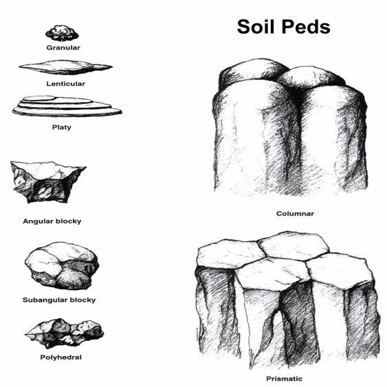Tilth: Soil Structure and its Management Sonoma County Vineyard Technical Group May 18, 2017 Massive (no Peds) Soil Profile Scale inches Sandy (no Peds)