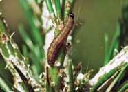 Later, larvae nest outside and sever needles as they feed, leaving a mass of dead needles. Larvae pupate in nests in late spring, and moths emerge in July and deposit eggs.