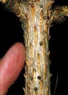 Scale, Pine Tortoise Red-brown hemispherical scales with black stripes are clustered on twigs. Foliage becomes yellow and branch dieback may occur. Honeydew and sooty mold cover affected branches.