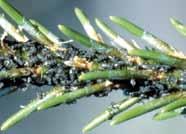Dislodge spittle masses with a strong jet of water. In cases where foliage is yellowing, thoroughly apply an insecticide. Weevil, Pales (Adults) Weevil, White Pine (Adults) Aphid, Conifer (Cinara spp.
