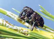 Remove stumps, or grind down and cover them with soil as they are primary sites for weevil infestation from which adults emerge and attack trees.