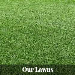 It is safer for your lawn, you pets, your kids, and you. Buyer Beware False Advertising!