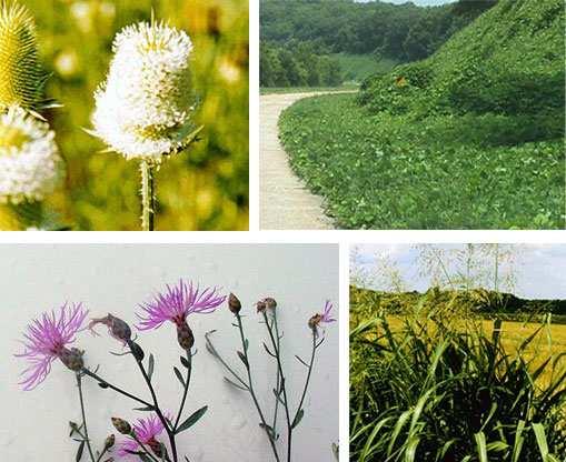 Definitions NOXIOUS WEEDS As may be amended from time to time by the United States Department of Agriculture Missouri State Listed Noxious Weeds Canada
