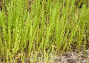 Reed canary grass Sericea lespedeza Sesbania Smooth