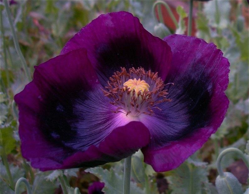 Image Credit: Blogspot Tips for Poppy seeds need a good amount of light daily to assist with germination, so be sure to plant them in an area that has at least 6 hours of light a day.