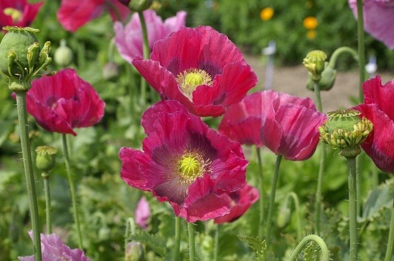 Image Credit: Flower Seed Store in a Container This process if almost identical to that of growing poppies in a flower bed.