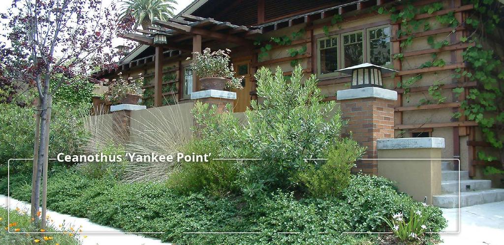 Yankee Point is a fast growing shrub