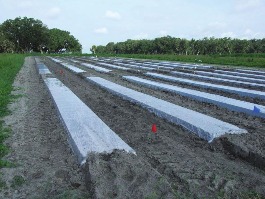ENY 062 1 Robert McSorley and Harsimran K. Gill 2 Figure 1. Overview of solarization in a field. Soil solarization is a practice used to manage weeds, nematodes, diseases, and insects in soil (Fig.