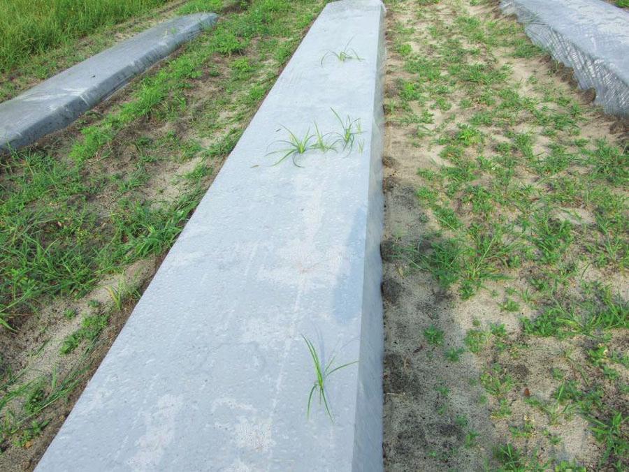 A few nutsedge plants emerging through plastic. Figure 11. Weeds growing under plastic. Note moisture condensation associated with weeds.