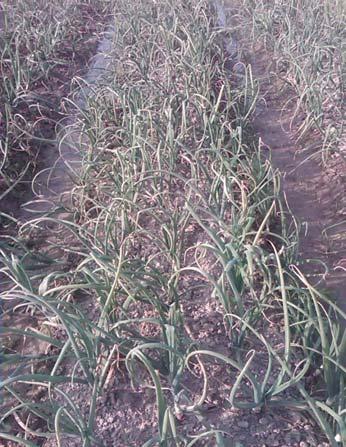 has been a series of trials/evaluations since 2009, first on irrigated rice following System of Rice Intensification (SRI) principles with almost full mechanization, to reduce labor requirements and