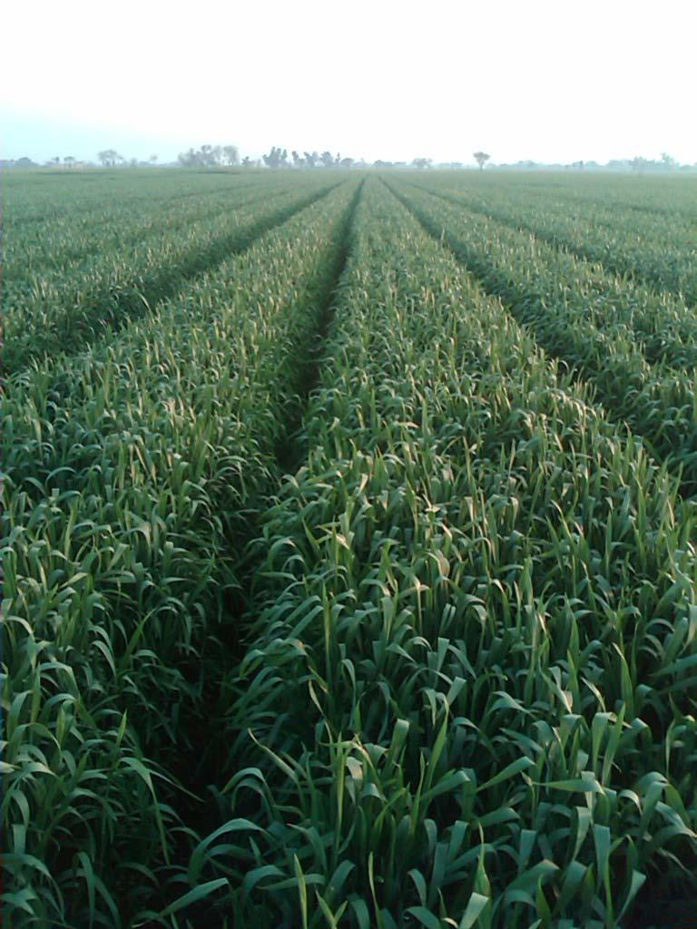 Wheat: Wheat has also given very encouraging results with these adaptations of SRI concepts and principles. Per acre the yield has been 73 monds (1 mond is 40 kg), i.e., 2.92 tons per acre, or 7.