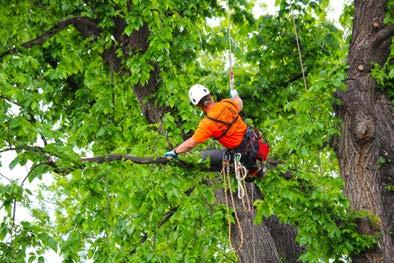 Game Plan 2003 Goal Implementation Highlights Goal: Increase Denver s tree canopy Tree