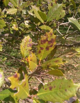 Tar Spot on Holly Chad Vrany, Bartlett Tree Exeperts, reported tar spot on American holly in Ruxton. The diagnosis was confirmed by Bartlett Labs.