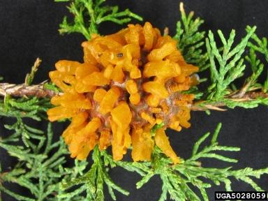 reported that the galls are still tight and there are no signs of sporulation yet on the plants he scouted in Ellicott City. As it warms up next week, monitor galls on Juniperus spp.