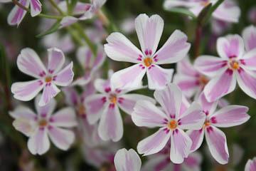 Plant of the Week, Ginny Rosenkranz Phlox subulata, moss pinks, are native evergreen groundcovers that have thin pale green leaves in the winter that brighten up to a medium green in the summer.