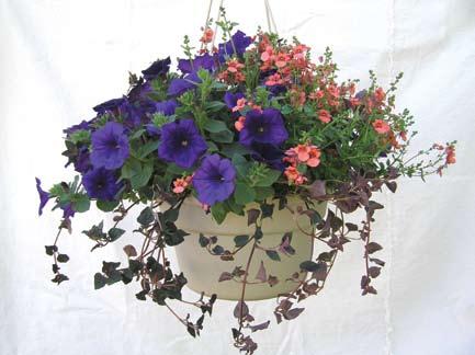 purple petunias combined with white phlox and