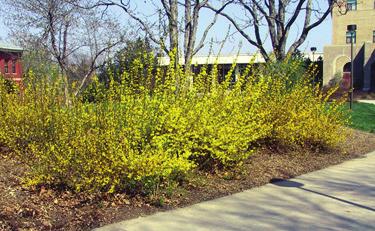 a b Figure 5. Flowering time of common forsythia often was used as an indicator for application of a preemergence herbicide for summer annual weeds.