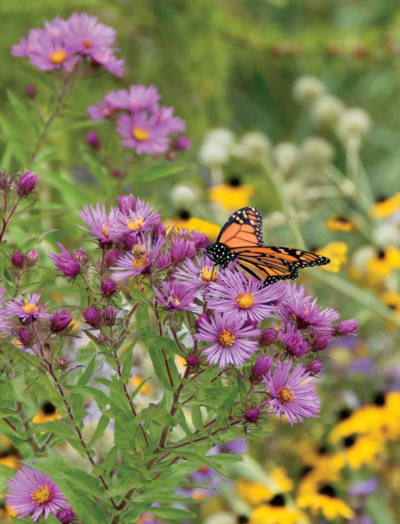 2018 Wholesale Native Plants from Prairie