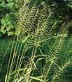 pectinata Prairie Cordgrass Height: 1 2 Blm: April June #38380-03 32 Tray 3 Pot $63.